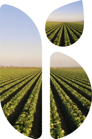 BIOSCENT FIELDS