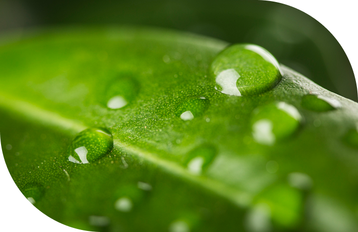 deep scientific expertise and groundbreaking probiotic innovation.